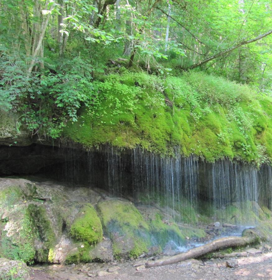Roetenbacher Wiesen Friedenweiler Exteriér fotografie
